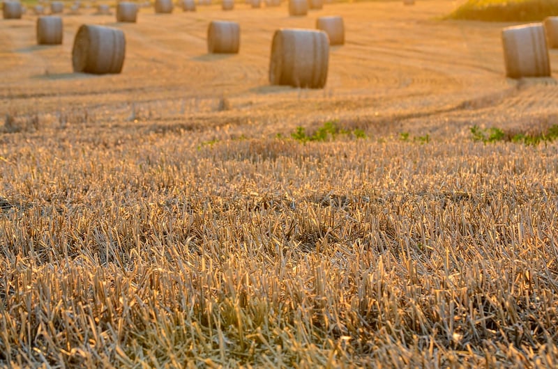 Harvest Charms